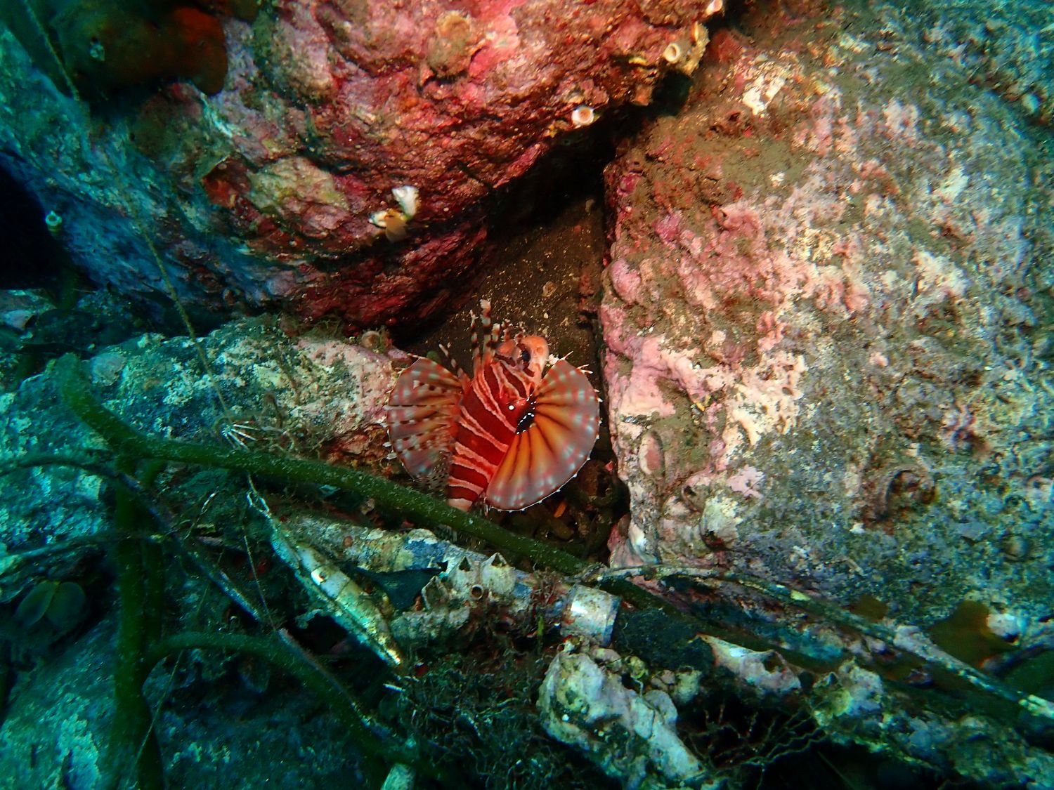 Dived at 桜島-250824- | 福岡県大牟田市ダイビングプロショップアクア